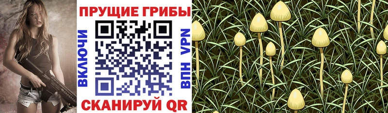 Псилоцибиновые грибы Psilocybe Малгобек